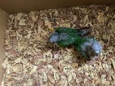 conure babies - Photo 3
