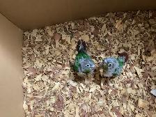 conure babies - Photo 4