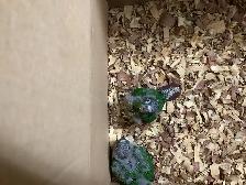 conure babies - Photo 5