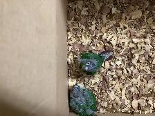 conure babies - Photo 6