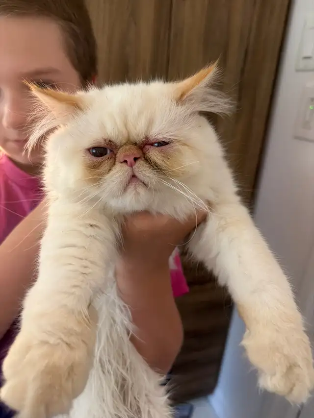 Chaton himalayen 3 mois 1/2 à offrir