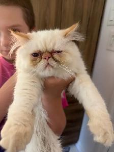 Chaton himalayen 3 mois 1/2 à offrir
