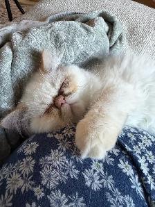 Chaton himalayen 3 mois 1/2 à offrir - Photo 3