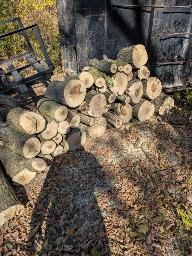 Firewood for FREE