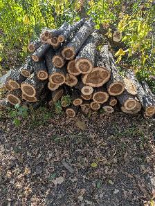 Firewood for FREE - Photo 3