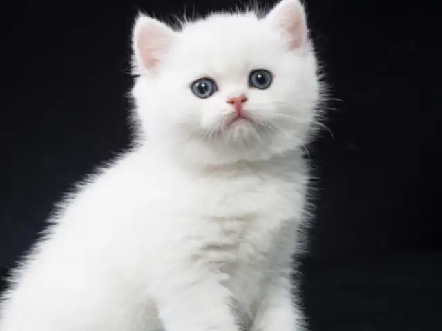 little kitty