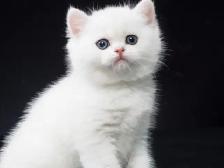 little kitty