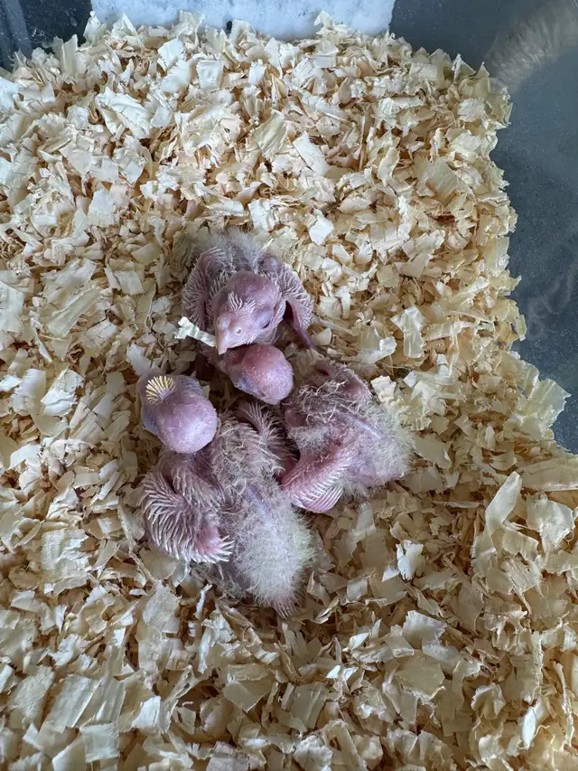 Cockatiel Babies for Sale!