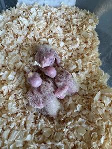 Cockatiel Babies for Sale!