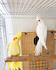 Cockatiel Babies for Sale! - Photo 2