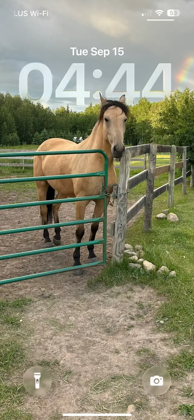winter horse boarding