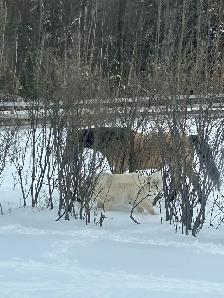 winter horse boarding - Photo 3