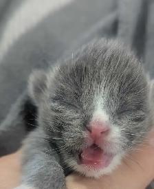 Ragdoll x Russian Blue