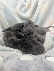 Ragdoll x Russian Blue - Photo 2