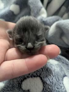 Ragdoll x Russian Blue - Photo 3