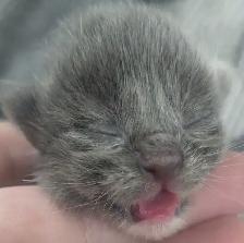 Ragdoll x Russian Blue - Photo 4