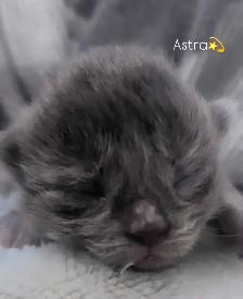 Ragdoll x Russian Blue - Photo 5