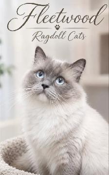 Ragdoll x Russian Blue - Photo 7