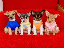 Chiots chihuahuas de disponible - Photo 3