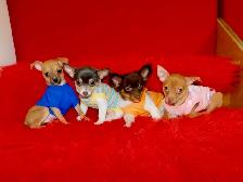 Chiots chihuahuas de disponible - Photo 6