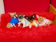 Chiots chihuahuas de disponible - Photo 7