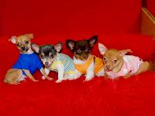 Chiots chihuahuas de disponible - Photo 8