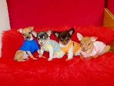 Chiots chihuahuas de disponible - Photo 9