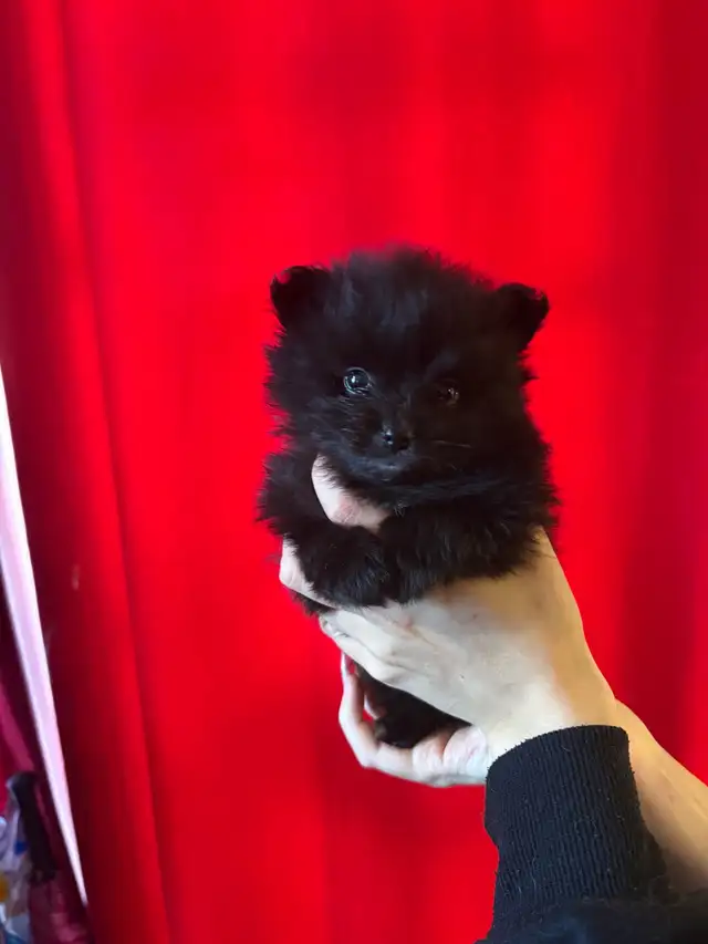 1 Superbe petit mâle  Pomeranien disponibles le 7 novembre