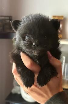 1 Superbe petit mâle  Pomeranien disponibles le 7 novembre - Photo 2