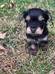 Yorkie Male Puppies