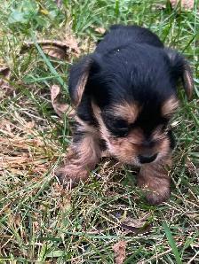 Yorkie Male Puppies - Photo 2