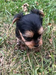 Yorkie Male Puppies - Photo 3