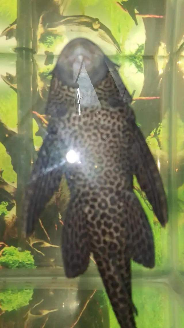 Pleco -10 pouces