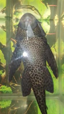 Pleco -10 pouces