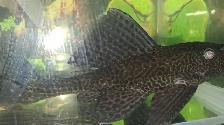 Pleco -10 pouces - Photo 2