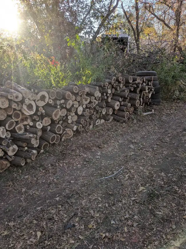 Firewood for FREE