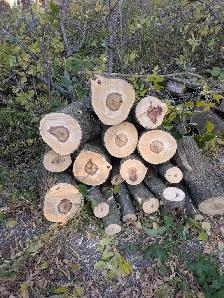 Firewood for FREE - Photo 3