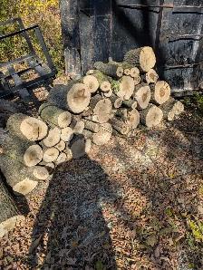 Firewood for FREE - Photo 4