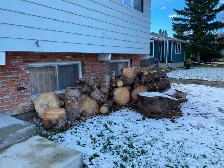 Free firewood