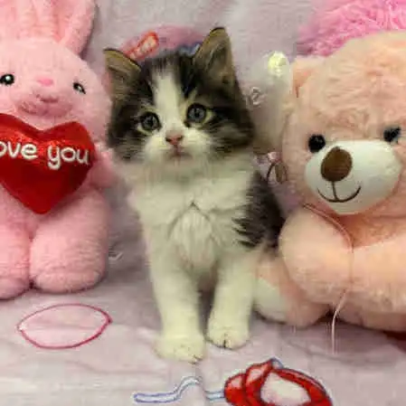 •❤️Siberian Kittens ❤️•(647) 362-8118