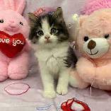 •❤️Siberian Kittens ❤️•(647) 362-8118