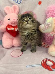 •❤️Siberian Kittens ❤️•(647) 362-8118 - Photo 4
