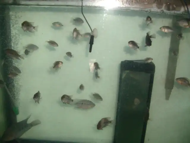 FOR SALE  20 HYBRID FISH FROM TEXAS AND RED MONKEY $60