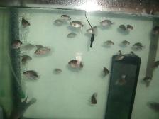 FOR SALE  20 HYBRID FISH FROM TEXAS AND RED MONKEY $60 - Photo 2