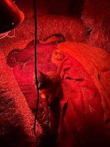 kittens to give away - Photo 2