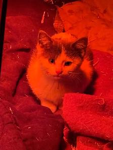 kittens to give away - Photo 5