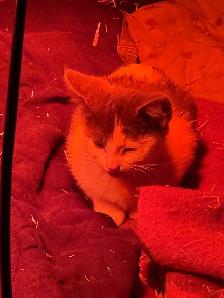 kittens to give away - Photo 6