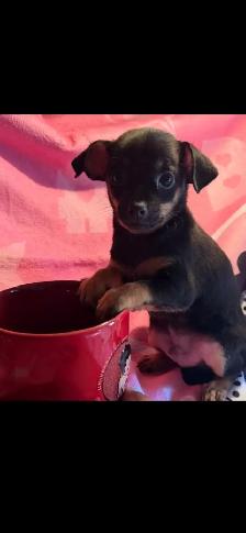 Chihuahua URGENT