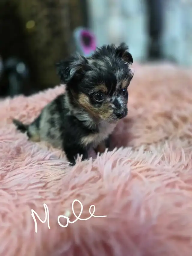 Chihuahua pups