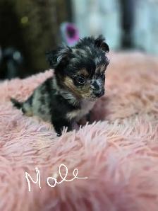 Chihuahua pups